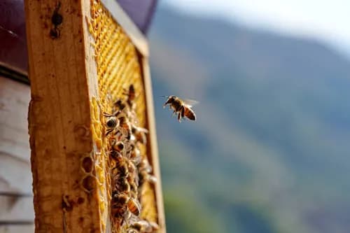 Bee Removal Near Me Melbourne by Fortify 24/7 Pest Control