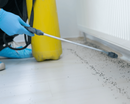 Ant Control in Melbourne