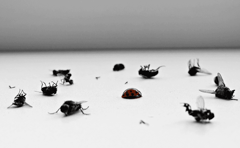 Cockroach Pest Control Melbourne by Fortify 24/7 Pest Control