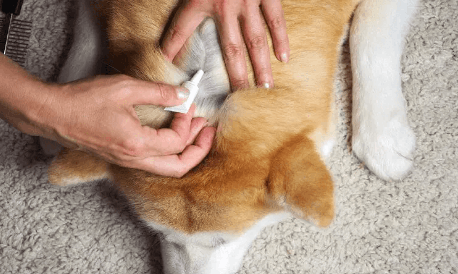 Flea Control Melbourne by Fortify 24/7 Pest Control