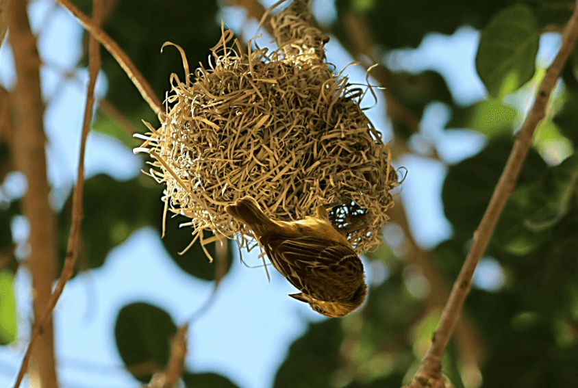 Wasp Nest Removal in Melbourne