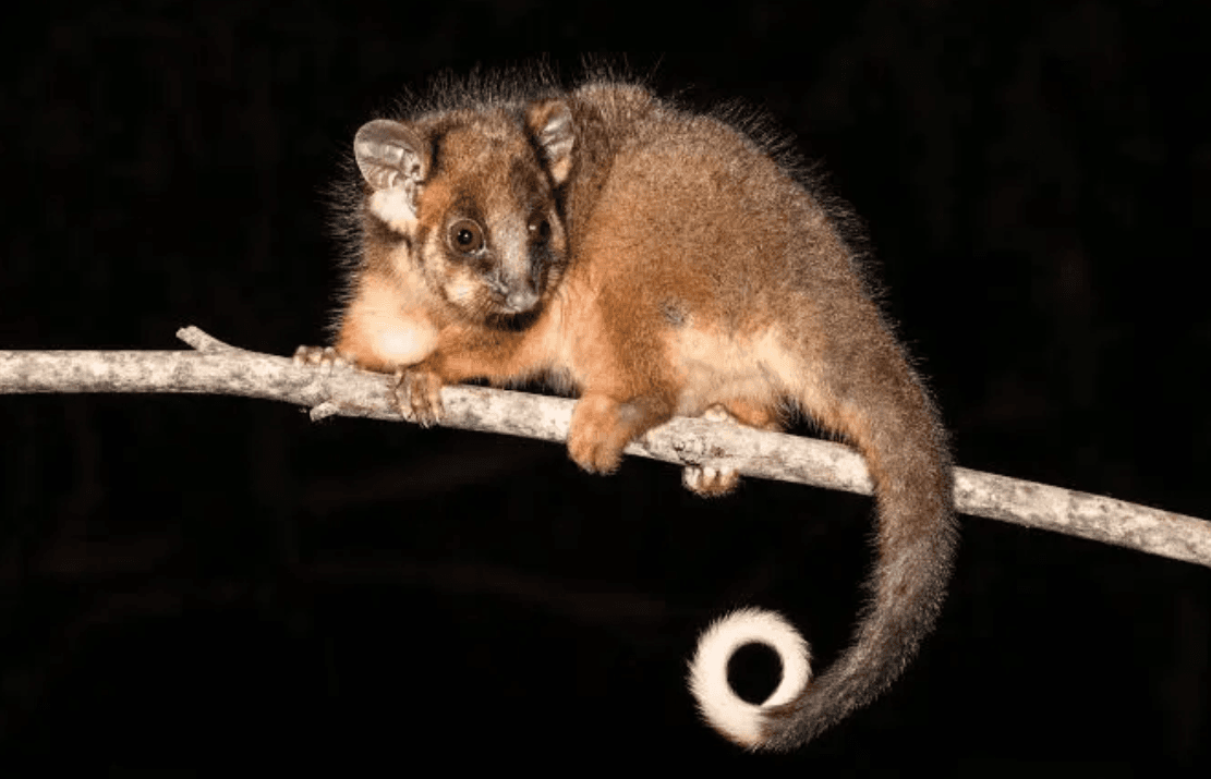 Possum Removal Melbourne in Melbourne