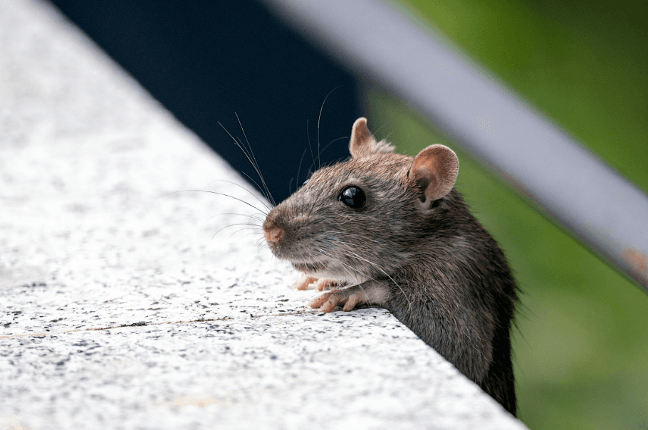 Rodent Control Services in Melbourne