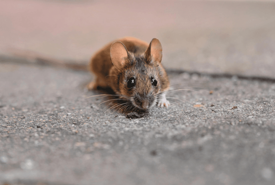 Pest Control for Mice in Melbourne
