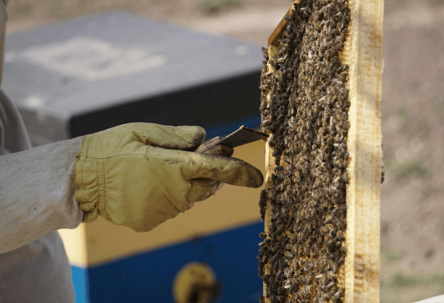Building & Pest Inspection in Melbourne