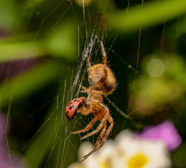 Spider Pest Control in Melbourne